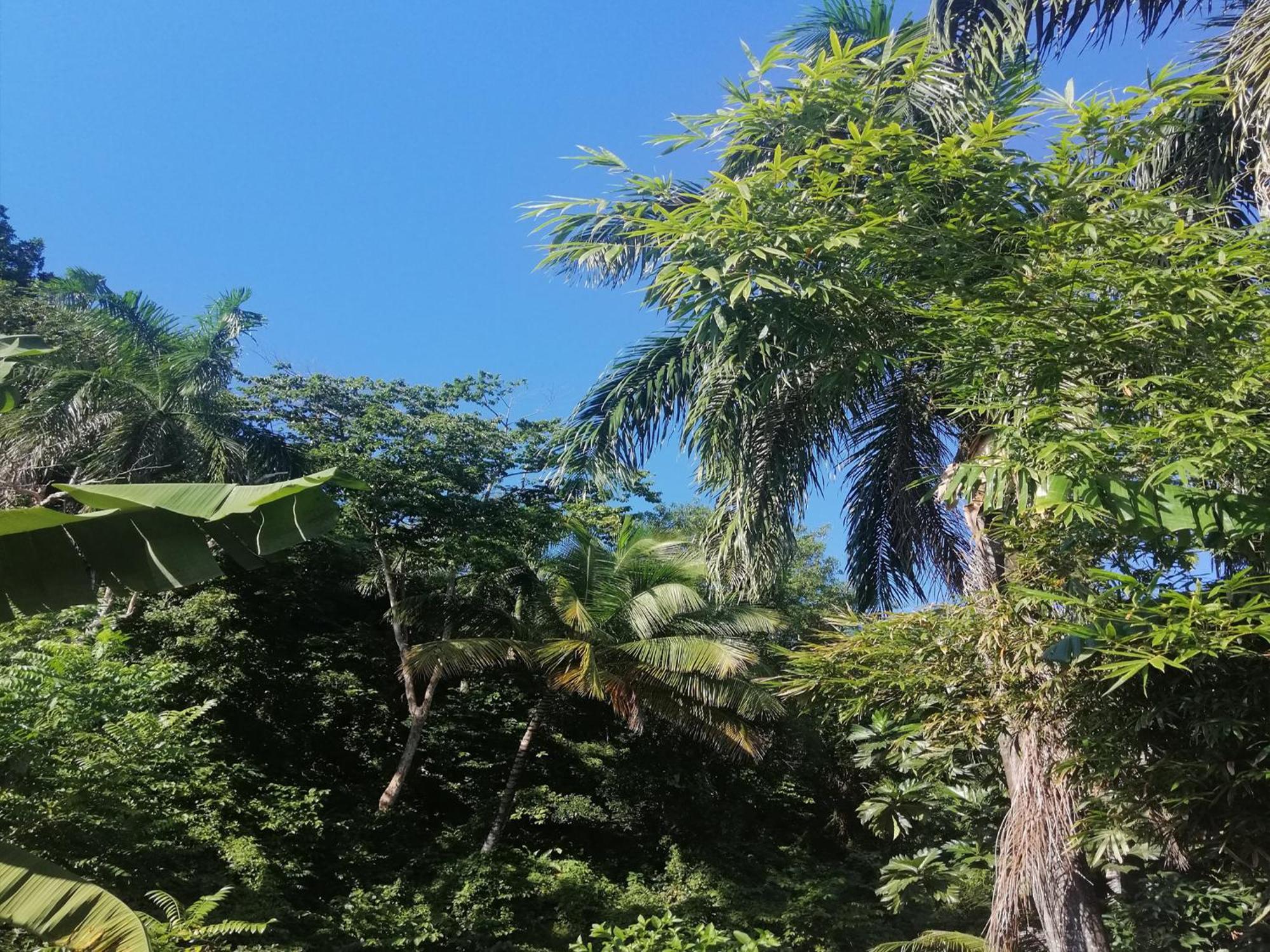 Aparthotel House Jardin Del Caribe Las Terrenas Pokoj fotografie
